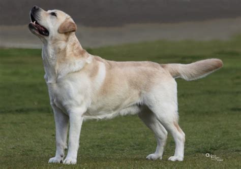 burberry labradors|Top Quality Labradors from Burberry Labrador Retrievers.